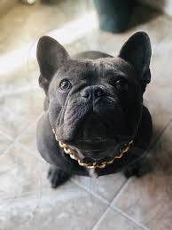 4 beautiful french bulldog puppies looking for their forever homes. Blue Frenchie Gold Chain By Nelson Serrato Photo Stock Snapwire