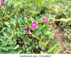 Image result for Tephrosia interrupta