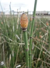 Image result for Equisetaceae