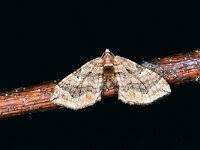 Image result for Pelurga comitata