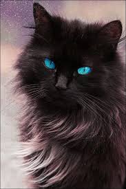 Beautiful Black Cat With Brown Eyes Beautiful Blue Eyed Cat Crazy Cats Beautiful Cats Pretty Cats