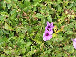 Image result for Ipomoea cairica