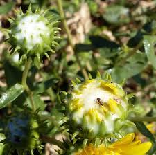 And it doesn't have a nutty taste, leaving you to enjoy the delicious flavors of *enjoy **hot or cold **froth in your countertop milk frother **steam using a coffee or espresso machine with a steam wand **whisk on a hot stove with a. White Froth On Flower Bugguide Net