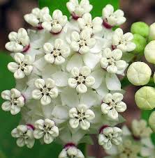Milkweed Flowers Milkweed Flower Milkweed Flowers