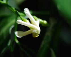 Image result for Tabernaemontana penduliflora