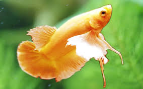 We have a large variety of bettas, goldfish and other pet fish near you. Betta Fish Aquariumnexus
