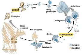 Dan spora itu dibentuknya secara miosis ( pembelahan reduksi) Siklus Hidup Paku Pteridofita Info Pendidikan Dan Biologi