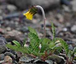 Image result for Vepris drummondii