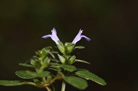 Image result for Rungia grandis