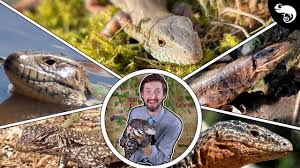 Some will see gold and think of the scarcity, some will think of its ability to be traded, others will think about its potential as a safe haven investment, no matter the reason, investors will often look to gold when they. Top 5 Tegu Lizards You Didn T Know Existed Youtube