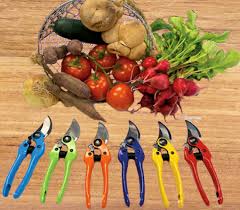 Image result for Beschorneria sp. (Biegel 5357)