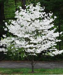 Sophisticated flowering dogwood tree flower colors span an endearing range from pure white to scarlet red. Cherokee Princess Flowering Dogwood Bower Branch