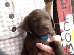 Resultantly, they are producing wonderful family pets. Darling Akc Lab Puppies Chocolate And Yellow 6 Weeks Old For Sale In Plain City Ohio Classified Americanlisted Com