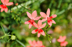 Image result for Freesia laxa