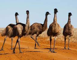 At the core of emu is a database search engine which allows the researcher to find various speech segments based on the sequential and hierarchical structure of the utterances in which they occur. Emu Style Birds Have Abandoned Flight Six Times New Scientist