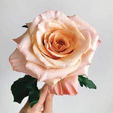 Heather Page Shimmer Rose So Many Colours In One Rose They One Rose Rose Peach Roses