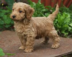 Purebred pups of iowa is your cockapoo puppy breeder, offering cockapoo puppies for sale in iowa, minnesota, illinois and wisconsin! Cockapoo Puppies For Sale Online