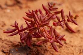 Image result for Crassula expansa
