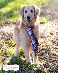 Rescue celebration of the month. Golden Beginnings Golden Retriever Rescue Home Facebook