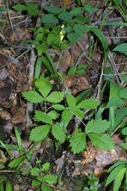 Image result for Agrimonia