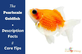 Pearlscale Goldfish Basic Info Pics And Tips On Keeping Breeding Betta Fish Betta Fish Goldfish Care
