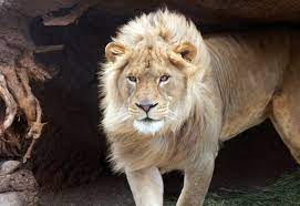 Young Lion There Was A Nice Breeze This Day Giving The Lion S Mane Some Movement Lion Lion Mane Zoo