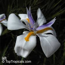 Image result for Dietes flavida