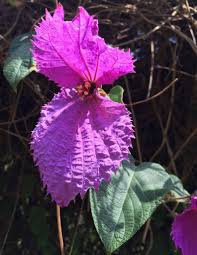 Image result for Dalechampia capensis