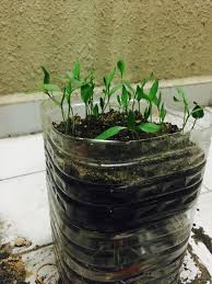 Tanaman cabe pun dapat memiliki umur sampai 24 bulan. Cara Diy Tanam Benih Cili Merah Di Rumah Blog Cik Matahariku