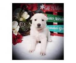 Petland florida has top quality puppies from the top 2% usda breeders available for purchase. Gorgeous White German Shepherd Puppies In Ocala Florida Puppies For Sale Near Me