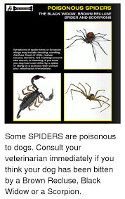 For minor black widow spider bites, home care treatments are limited. Poisonous Spiders In The Dog S Kitchen The Black Widow Brown Recluse Spider And Scorpions Symptoms Of Spider Bites Or Scorpion Stings May Include Drooling Vomiting Diarrhea Fever Or Chills Rashes Nausea