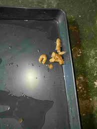 Most people who report their dogs acting normal yet having bloody diarrhea lead to one thing, gastrointestinal problems. What Is Clear Jelly On My Dogs Poop Is That Normal For A Dog To Poop He Poops 3x This Morning What Should I Do Petcoach
