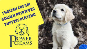 They are one of the world's most popular pets and make great companions. English Cream Golden Retriever Puppies For Sale Boise Idaho