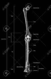 A free body diagram is a graphic, dematerialized, symbolic representation of the body (structure, element or segment of an element) in which all connecting pieces have been removed. Infographic Diagram Of Human Skeleton Lower Limb Anatomy Bone System Or Leg Bone Posterior View 3d Human Anatomy Medical Diagram Educational And Human Body Concept Black And White X Ray Color Film Stock Photo