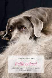 pin von les wauz auf die fell pflege beim hund hunde tricks fur hunde gesunde hunde