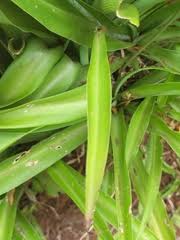 Image result for Chlorophytum pauper
