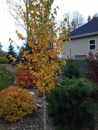 Love full sun and wind. Narrow Columnar Or Oval Purple Leaf Selections