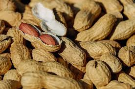 Akar kacang tanah mempunyai akar tunggang. Kacang Tanah Sebenarnya Bukan Kacang Jadi Apa Ya Semua Halaman Bobo