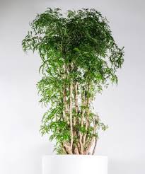 Image result for Polyscias