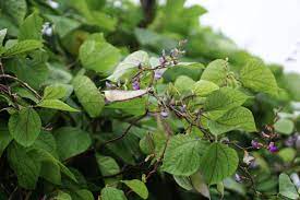 We did not find results for: Purple Hyacinth Bean Plant Care Growing Guide