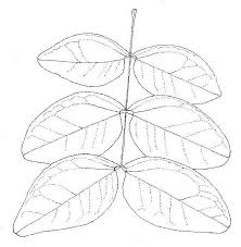 Image result for Brachystegia manga