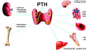 A Possible Role Of Pth Signalling In The Brain Pth Is A Major Download Scientific Diagram