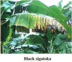 Check spelling or type a new query. Important Diseases Insects And Pests Of Banana And Their Management Krishisewa