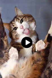 Funny Cat Video In 2020 Funny Animal Videos Cute Baby Cats Funny Cat Videos