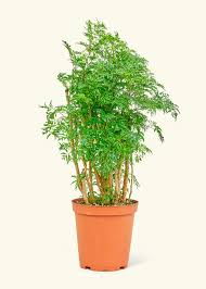 Image result for Polyscias