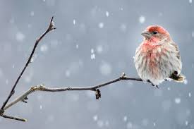 I'm another very common backyard bird. Another Round Of Winter Bird Counts Is On The Horizon Audubon Great Lakes