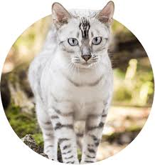 Bengal Kittens Cats For Sale Wild Sweet Bengals Bengal Kitten White Bengal Cat Bengal Cat