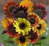 Colorburst Blend Sunflower Seeds