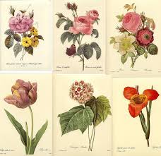 Printable Free Black And White Botanical Prints Free To Use By Frannie60 Via Flickr Free Collage Printable Art Free Vintage Printables
