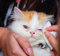 Examiner la gueule de votre chat. Hygiene Yeux Du Chat Soins Et Pratiques